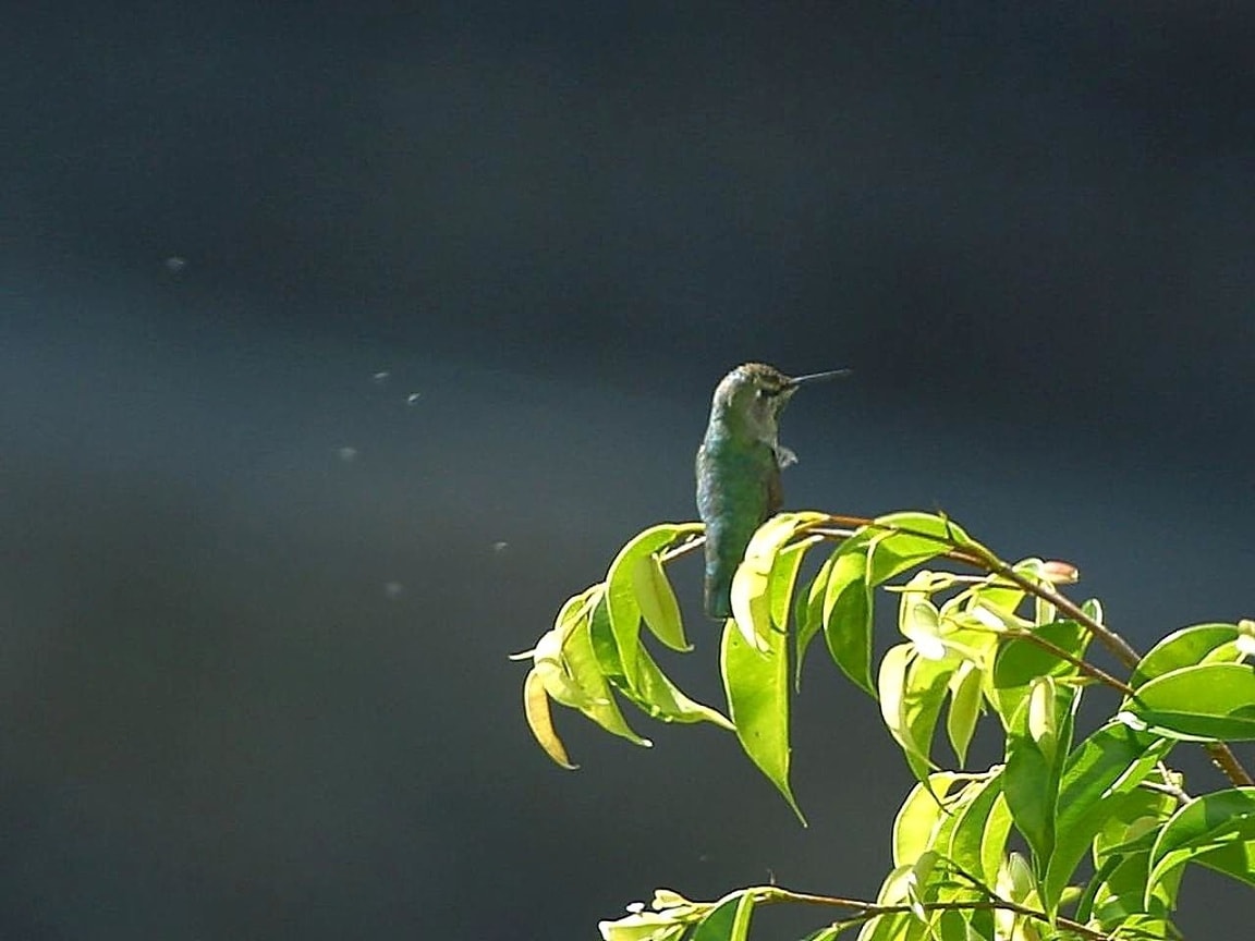 Птичка напела. Колибри взмах небо. Colibri in Tree Tree. Птички в кустиках лающие насекомых фотография.