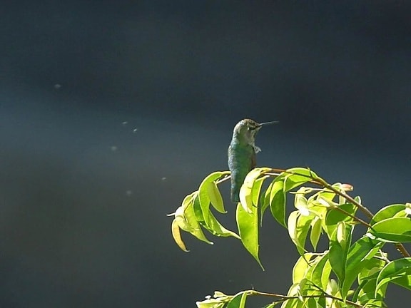hummingbirdon, verde, árvore