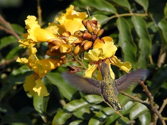 kolibrier, blommor, flygande