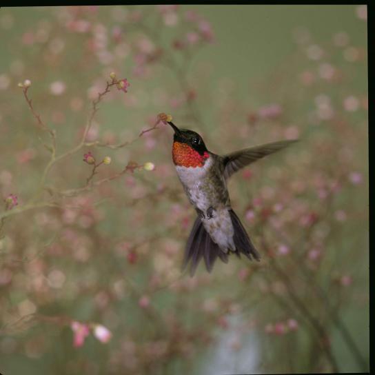 ruby, throated, hummingbird, archilochus colubris