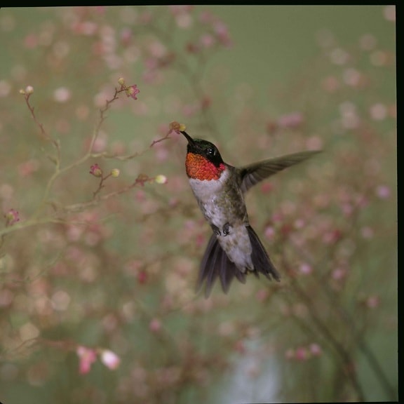 Ruby throated hummingbird, archilochus colubris