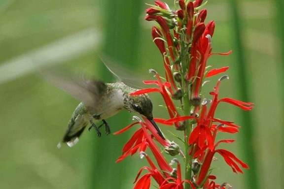 ruby, throated, hummingbird, archilochus colubris, cardinal, flower