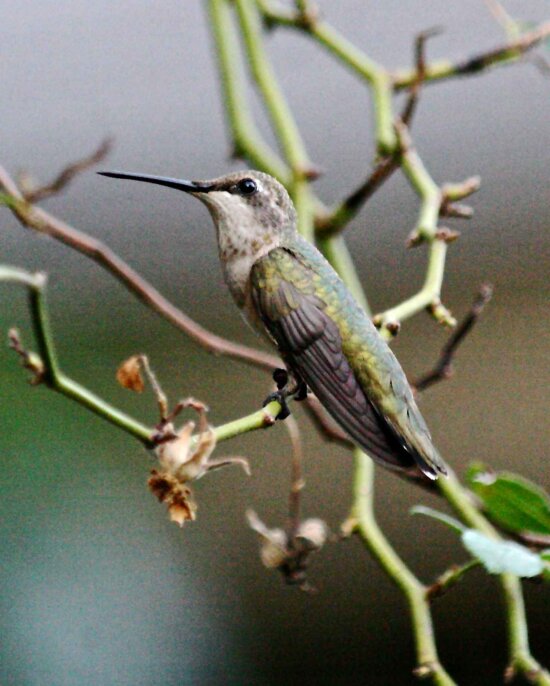ruby, throated, hummingbird, bird, tree