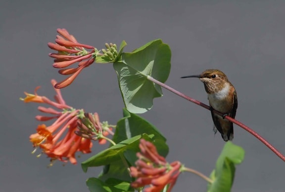rödbrun, hummingbird, pauser, flyg