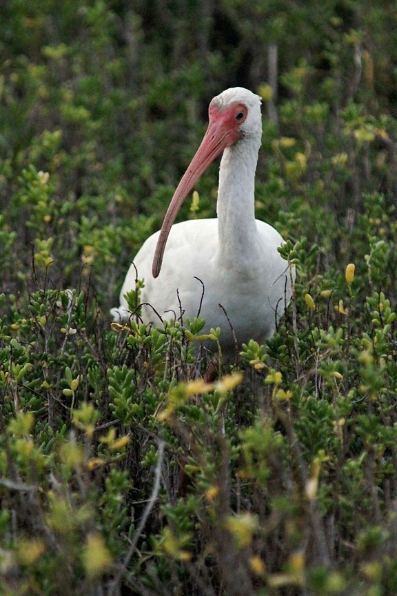 Amerikansk vit ibis, fågel, eudocimus albus