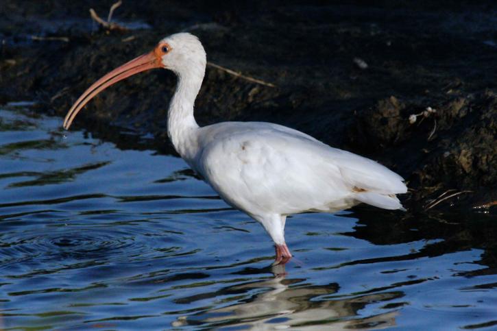 bianco ibis americano, uccello, guadare, acqua, Eudocimus albus