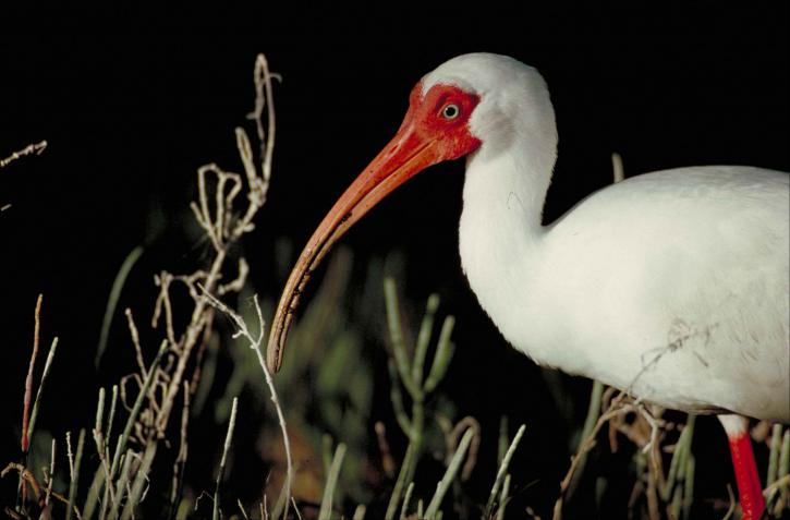 de cerca, la cabeza, frente, parte, cuerpo, ibis blanco, pájaro, eudocimus, alba