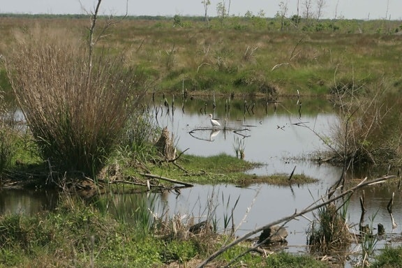 Lone, ibis, marsh