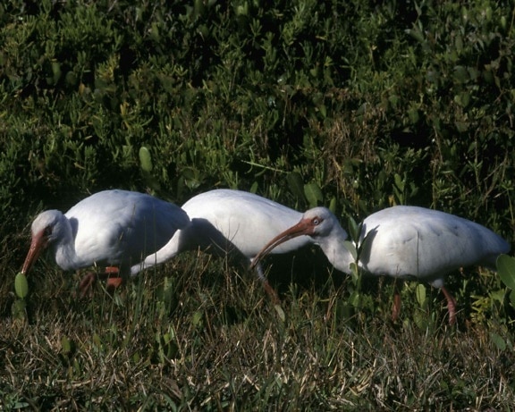trois, ibis blancs, les herbes, eudocimus, alba