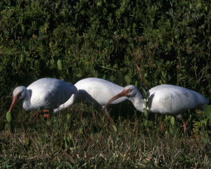 tre, bianco ibis, erbe, Eudocimus, alba