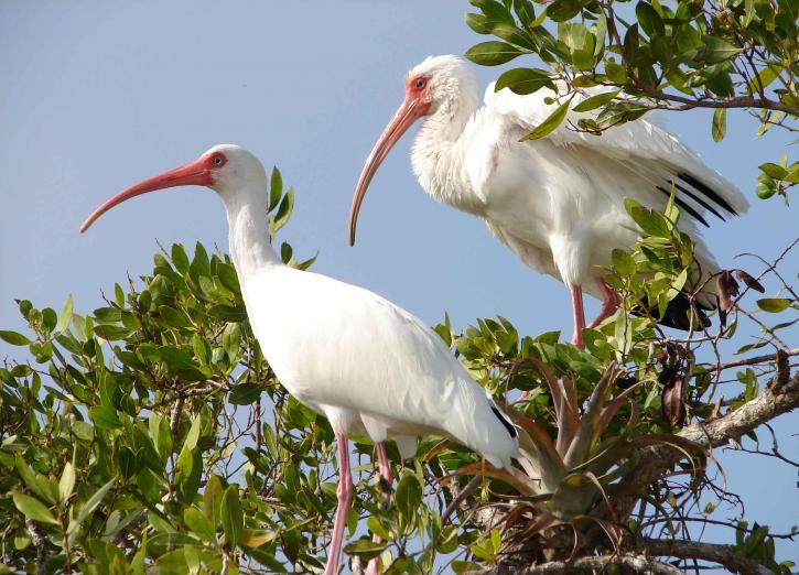 deux, ibis blancs, les oiseaux, eudocimus, alba, branche, bask, chaud, le soleil