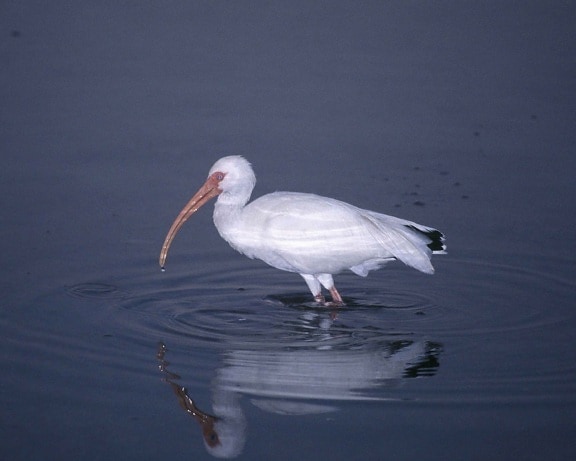 weiß, ibis, vogel, eudocimus albus