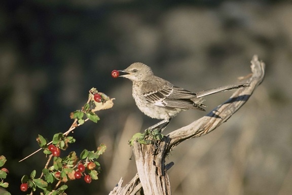 immature, thrasher, standing, dead, branch, eating, red, berries