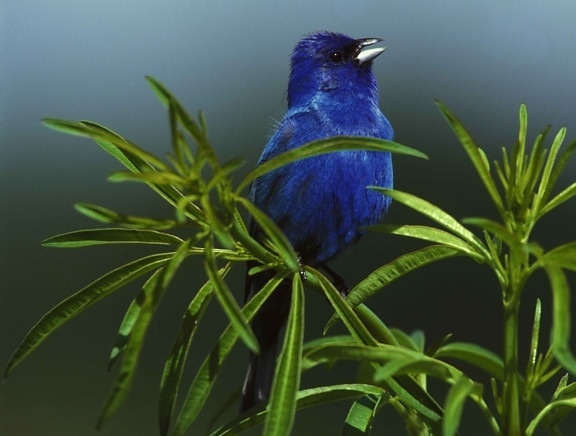 indigo, bunting, male, bird, sings, passerina cyanea