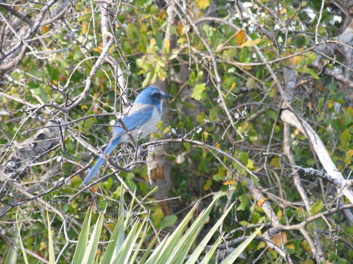 florica, pensaikkoa, jay, linnut, sininen, linnut, aphelocoma coerulescens