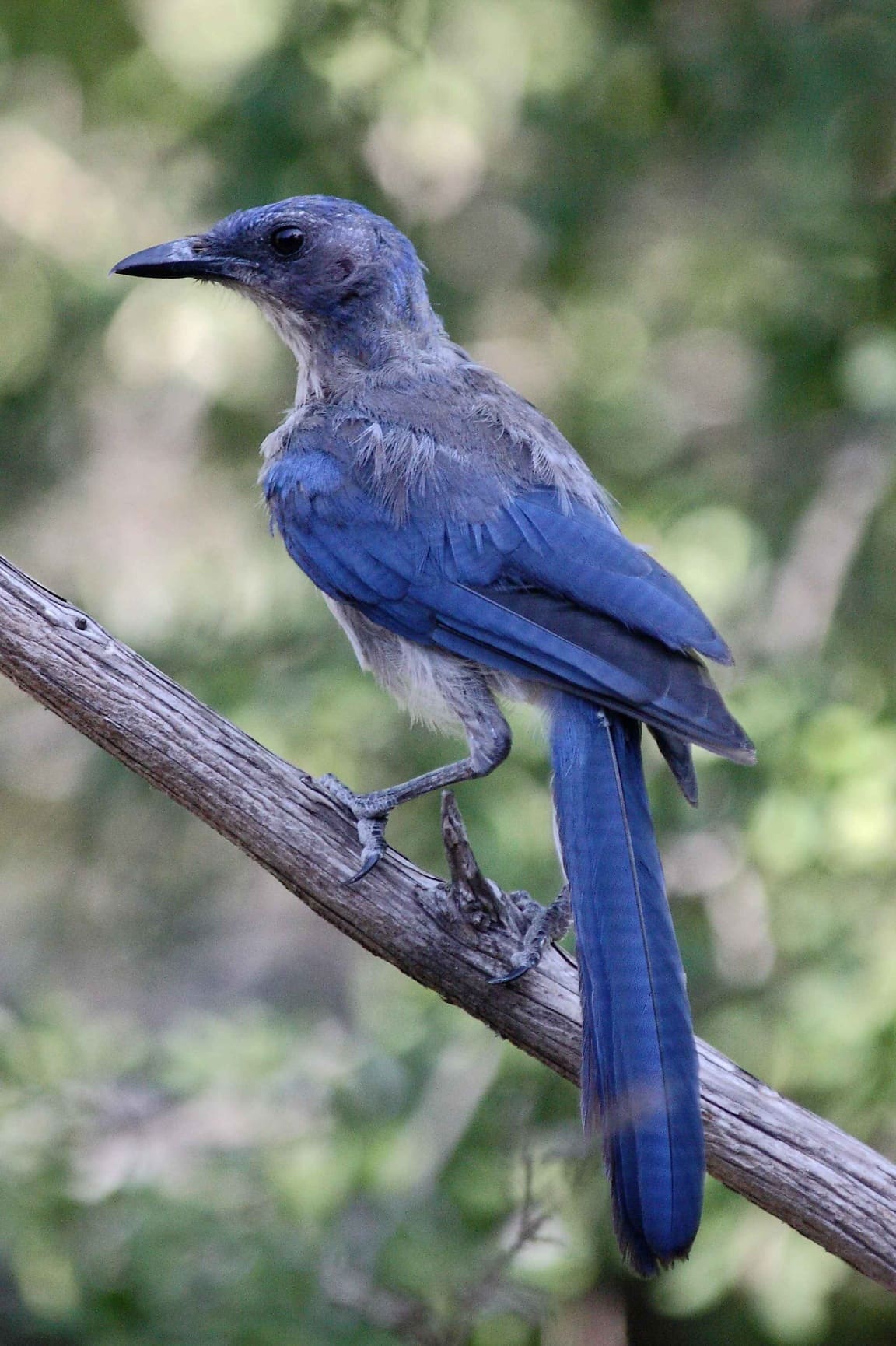Free picture: western, scrub, jay, branch, aphelocoma californica