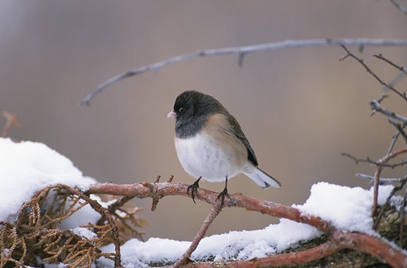 junco, bird, sitting, snow, crusted, pine, branch, hill, road