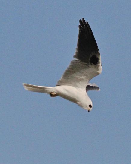 up-close, hvid hale, kite, fugl, flyvende, elanus leucurus