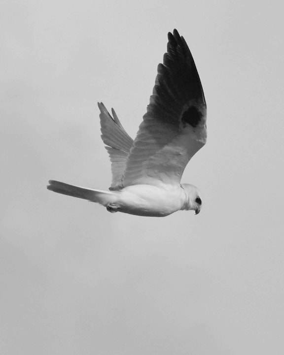 putih ekor, layang-layang, burung, penerbangan, elanus leucurus