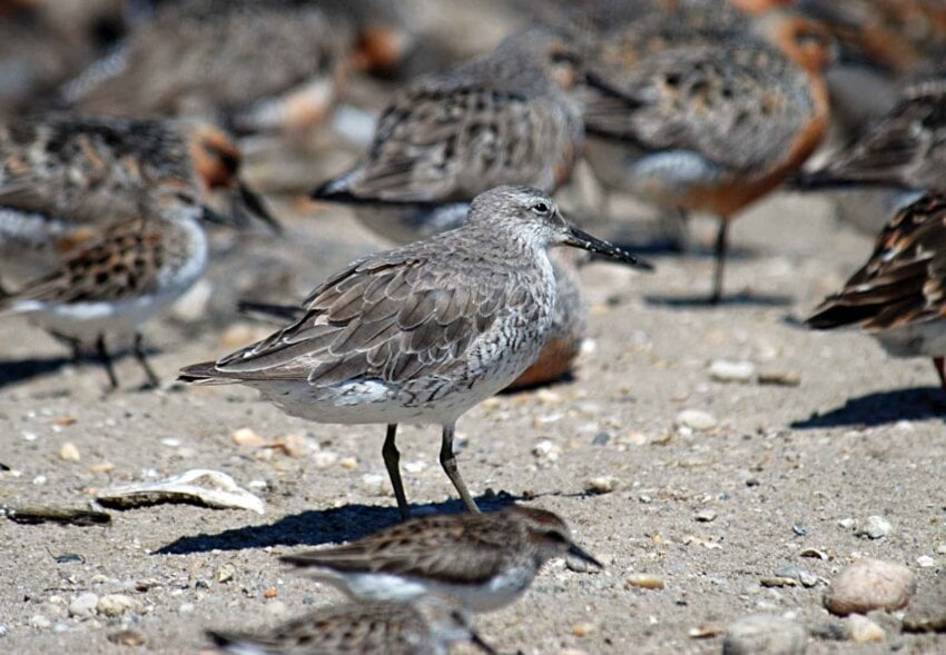 Free Picture Red Knot Coast