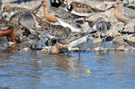 Free Picture Red Knot Coast