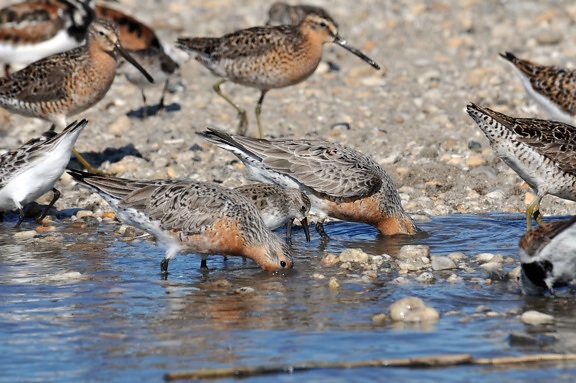 red, knots, standing, water, cost