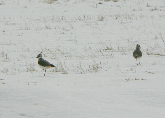lapwings, snow, field, vanellus vanell