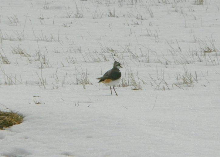 lapwings, сніг, vanellus vanell