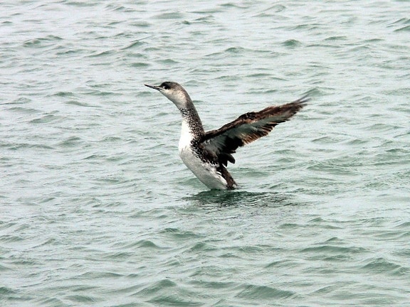 juvenile, red, throated, loon, prepares, fly, water, gavia stellata