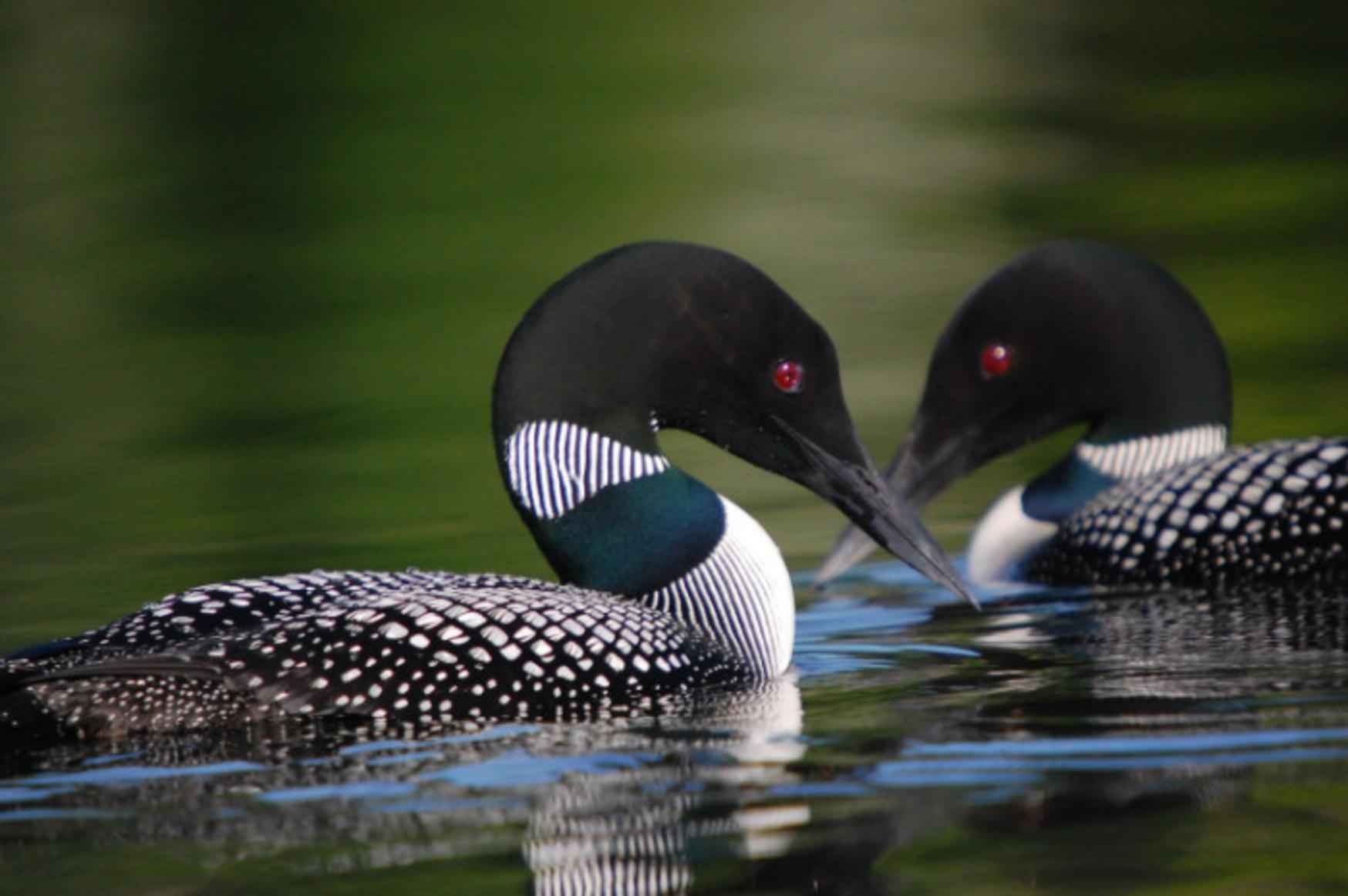 Free picture gavia, immer, loons, birds, pair, swimming