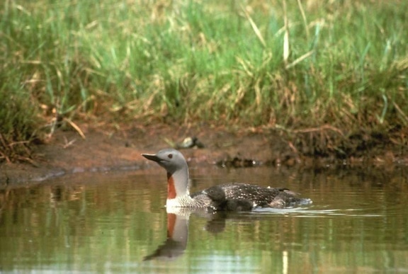 red, throated, loon, brood, water