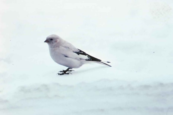 McKay, trznadel, ptak, śnieg