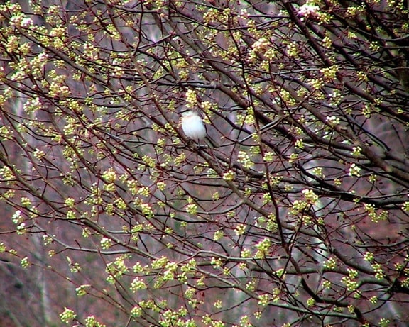 Mockingbird, bradford, päron, träd