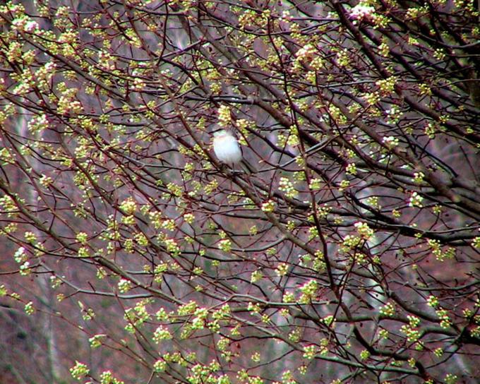 Mockingbird, bradford, pære, træ