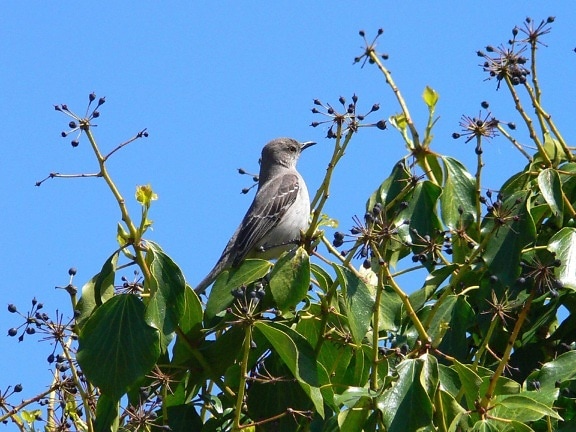 Mockingbird, percher, branche