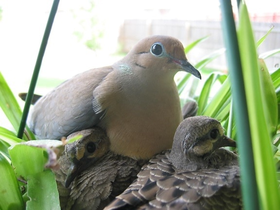 morning, doves, bird