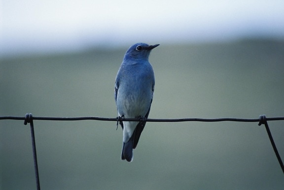 mountain, blue bird, sialia currucoides