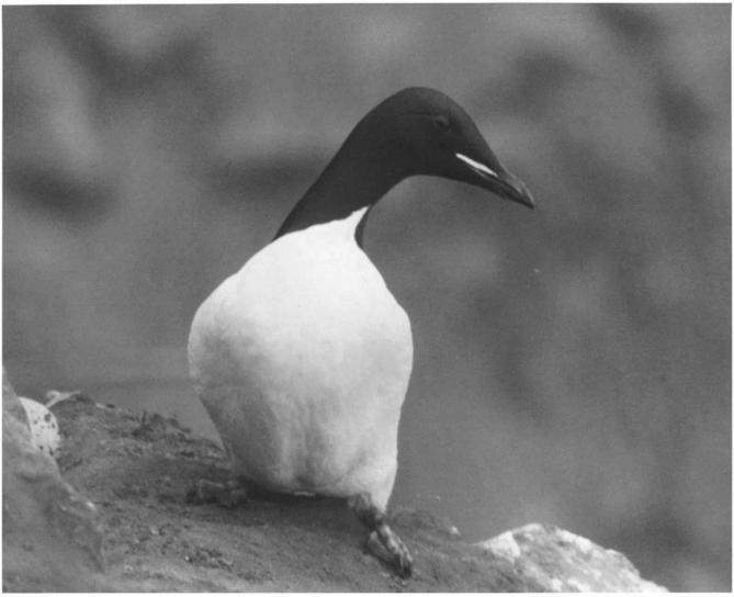 aléute, épais, facturé, guillemots