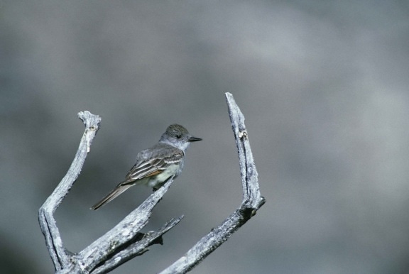 myiarchus cinerascens, ash, throated, flycatcher