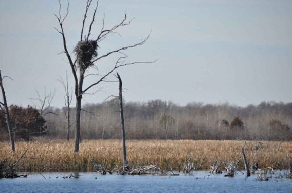 nest, tree, swamp