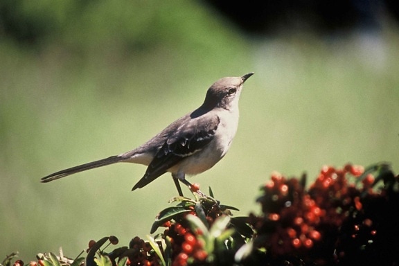 Nortern mockingbird, bird, djur, mimus polyglottos