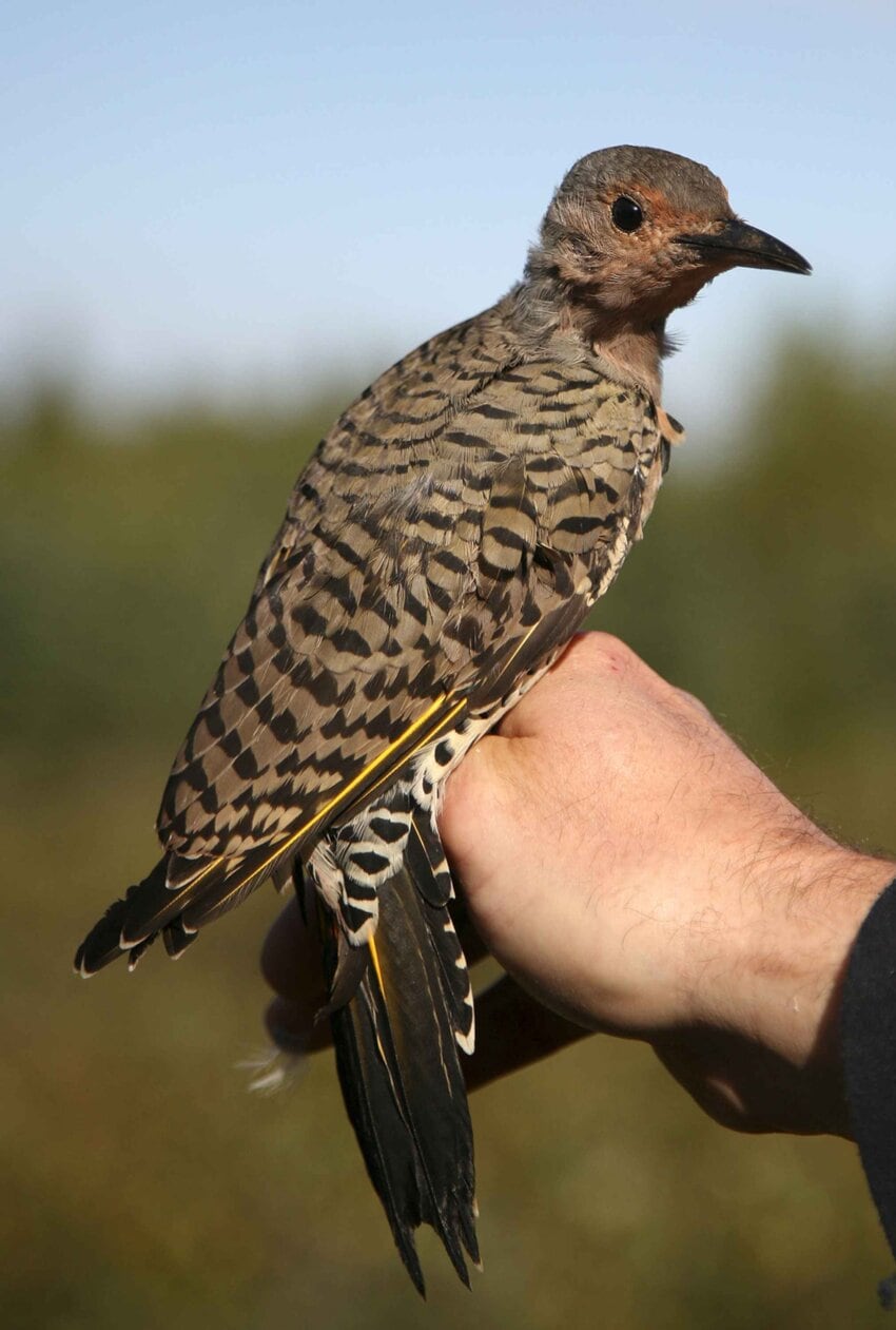 free-picture-northern-flicker-bird