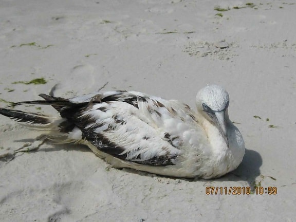 northern gannet, sand