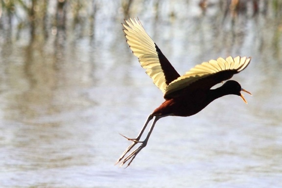 northern jacana, bird, flight, water, landing, jacana spinosa