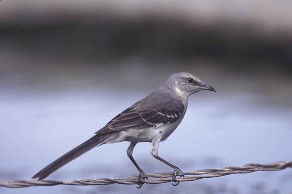 Northern Mockingbird, uccello, metallo, fili, Mimus, polyglottos