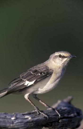 Utara mockingbird up-close, kepala, mimus polyglottos