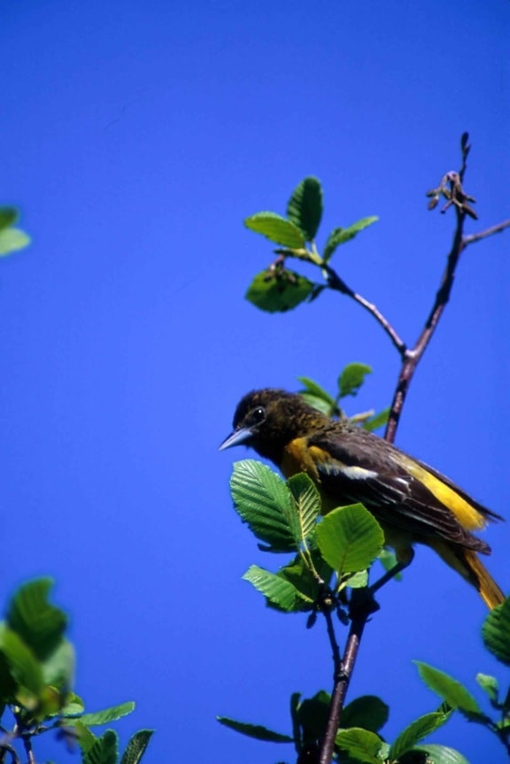 Oriolo di Baltimora, uccello, albero, ittero, galbula