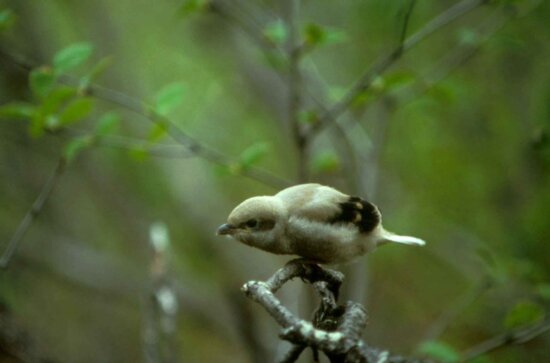 Severná shrike, vták, lanius excubitor