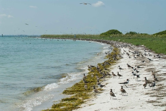 talrijk, shorebirds, nesten, kust