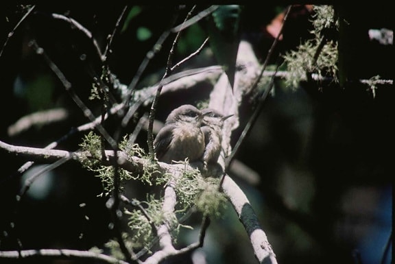 สิทธาจิต นก แคระ นกไต่ไม้สี pygmaea